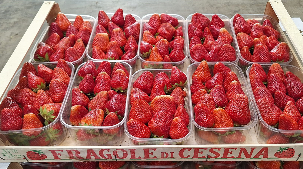Fragole locali prezzo 3,50-4 euro al chilo